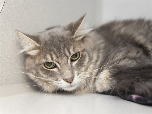 FLUFFY, Young Domestic Medium Hair (medium coat), cat for adoption in Tempe, Arizona
