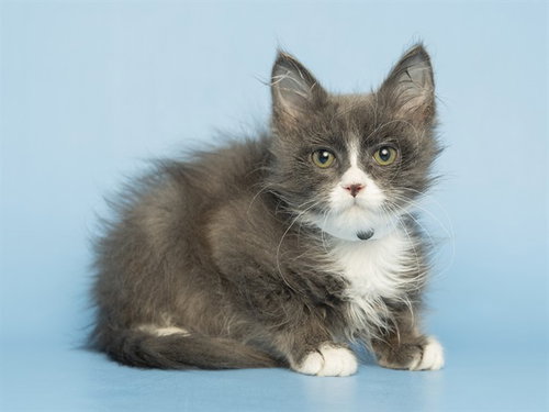 NELSON, Baby Domestic Short Hair (medium coat), cat for adoption in Tempe, Arizona