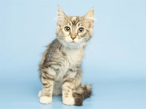 RAMEN, Baby Domestic Short Hair (medium coat), cat for adoption in Tempe, Arizona