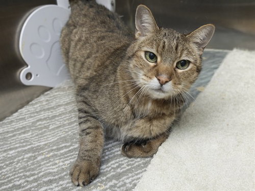 CRUNCHY, Senior Domestic Short Hair (medium coat), cat for adoption in Tempe, Arizona