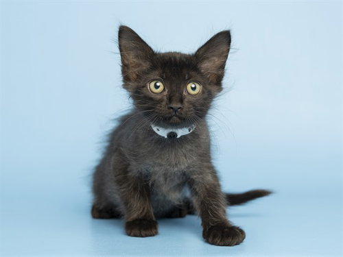OTIS, Baby Domestic Short Hair (medium coat), cat for adoption in Goodyear, Arizona