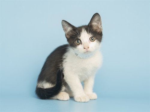 MILO, Baby Domestic Short Hair (medium coat), cat for adoption in Goodyear, Arizona
