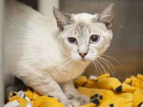 LILAC, Young Siamese / Mixed (short coat), cat for adoption in Goodyear, Arizona