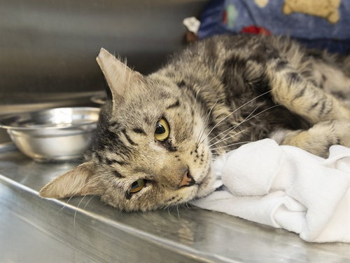 PAULIE WALNUTS, Adult Domestic Short Hair (medium coat), cat for adoption in Goodyear, Arizona