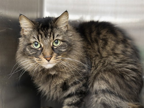 GLORIA, an adoptable Domestic Long Hair in Phoenix, AZ