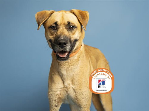 CHRISTOPHER, an adoptable Black Mouth Cur in Phoenix, AZ