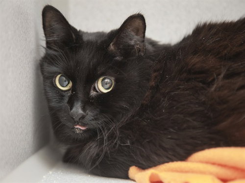 GUMMY, an adoptable Domestic Long Hair in Phoenix, AZ