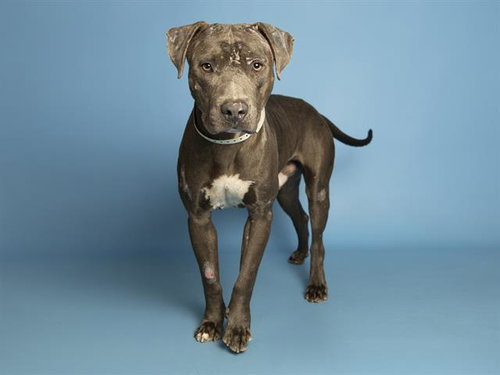 JOHN, an adoptable American Pit Bull Terrier in Phoenix, AZ
