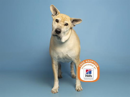 STELLA, an adoptable Chinese Shar-Pei in Phoenix, AZ
