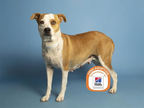 LUNA, an adoptable American Pit Bull Terrier in Phoenix, AZ