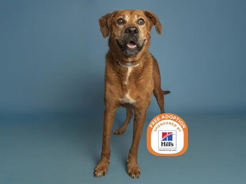 CHARLIE, an adoptable Labrador Retriever in Phoenix, AZ