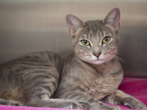 CHARLOTTE, an adoptable Domestic Short Hair in Phoenix, AZ