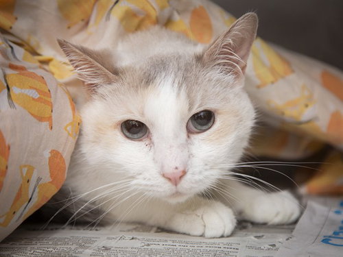 ELLIE FURTADO, an adoptable Domestic Short Hair in Phoenix, AZ