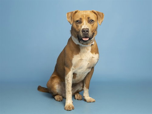GOJO, an adoptable American Pit Bull Terrier in Phoenix, AZ