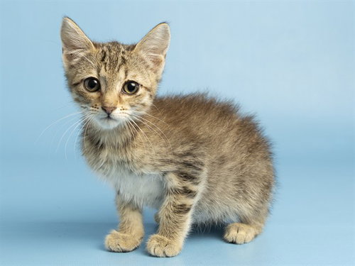 EDNA, an adoptable Domestic Medium Hair in Phoenix, AZ
