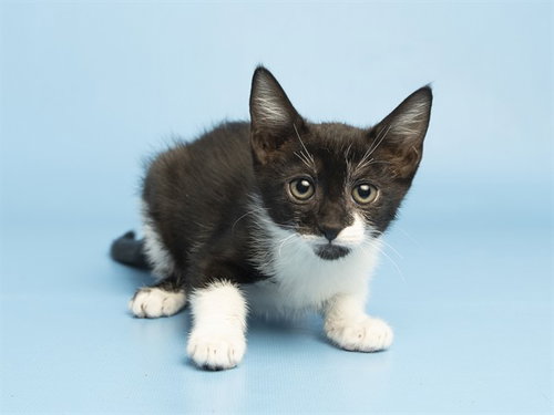 CABBAGE, an adoptable Domestic Short Hair in Phoenix, AZ