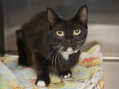 SALSA, an adoptable Domestic Short Hair in Phoenix, AZ