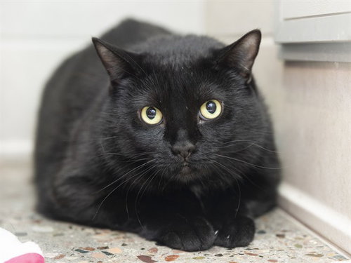 BEE, an adoptable Domestic Medium Hair in Phoenix, AZ