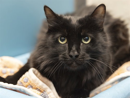 CHUBBS, an adoptable Domestic Long Hair in Phoenix, AZ