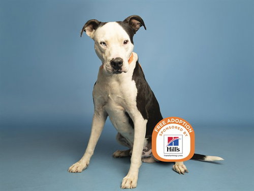 CHAPO, an adoptable American Pit Bull Terrier in Phoenix, AZ