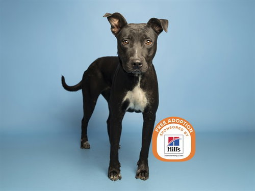 LIL MAMMA, an adoptable Labrador Retriever in Phoenix, AZ