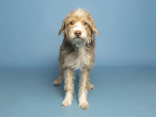 DOLLY, an adoptable Cairn Terrier in Phoenix, AZ