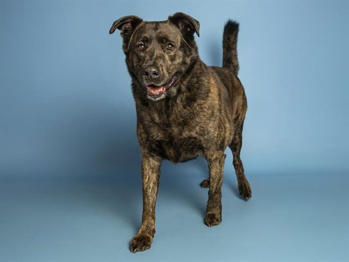 GRIZZ, an adoptable Labrador Retriever in Phoenix, AZ