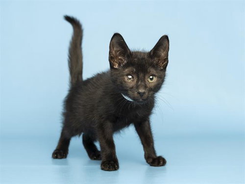 BURTON, an adoptable Domestic Short Hair in Phoenix, AZ