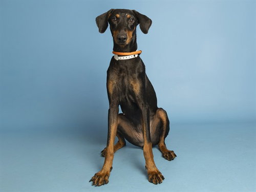HALLEY, an adoptable Doberman Pinscher in Phoenix, AZ