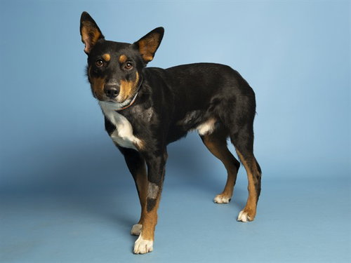 Roscoe