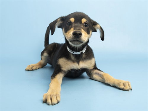 Pancake