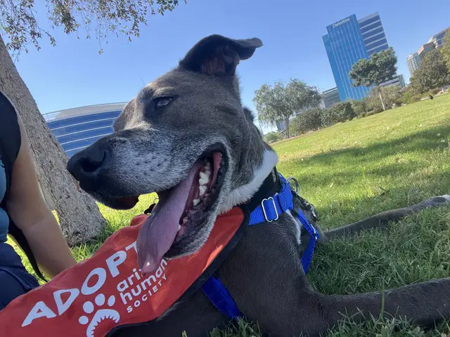 Rupert - American Pit Bull Terrier