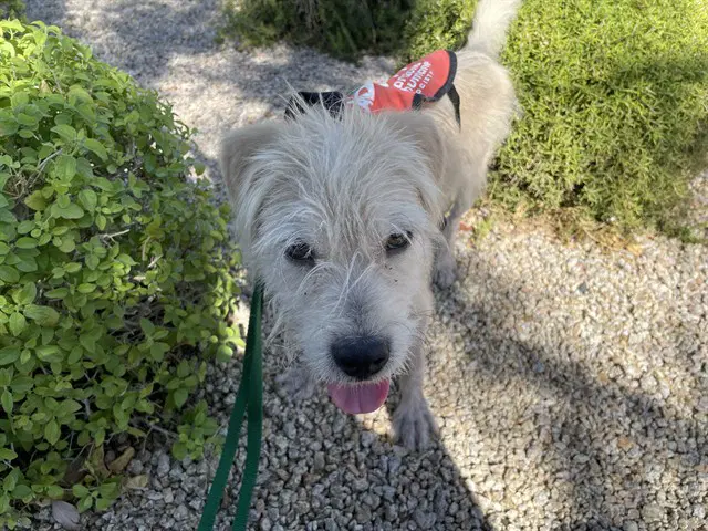 Jaime - Cairn Terrier