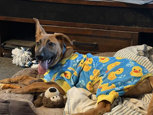 Bentley - Belgian Shepherd Malinois
