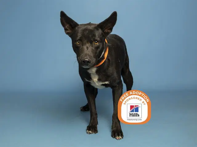 Buddy - American Pit Bull Terrier