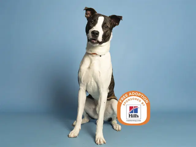 Rubix - American Pit Bull Terrier