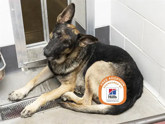 Salamander - German Shepherd Dog