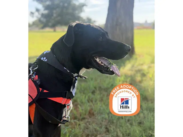 Buddy - Labrador Retriever
