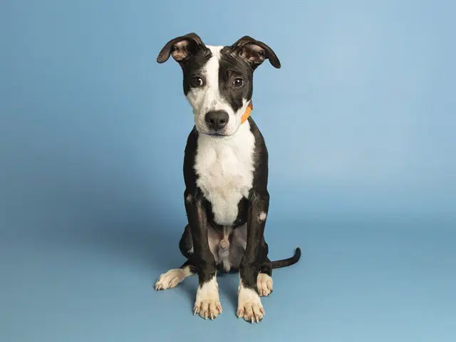 Chicken Man - American Pit Bull Terrier