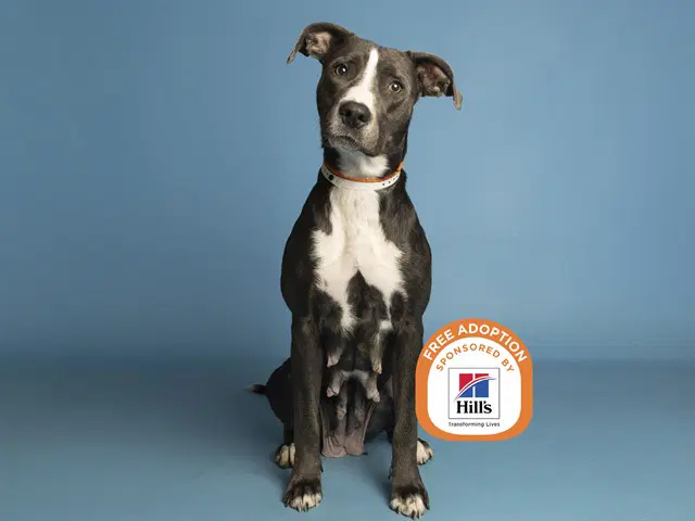 Hummus - American Pit Bull Terrier