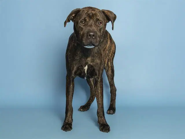 Armani - American Pit Bull Terrier