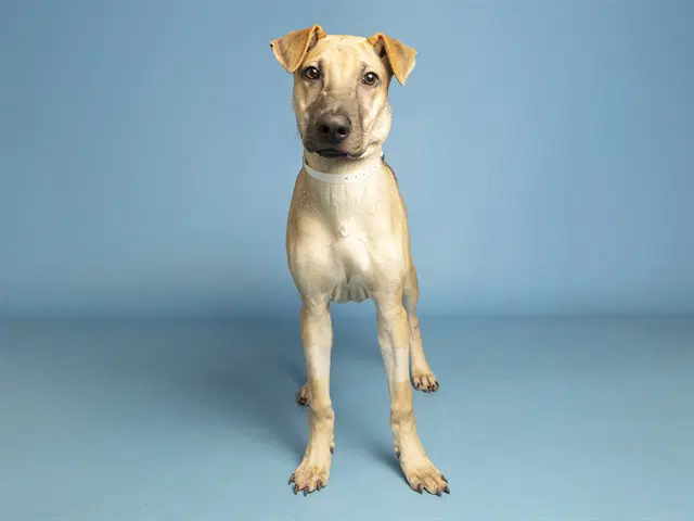Blitz - Chinese Shar-Pei