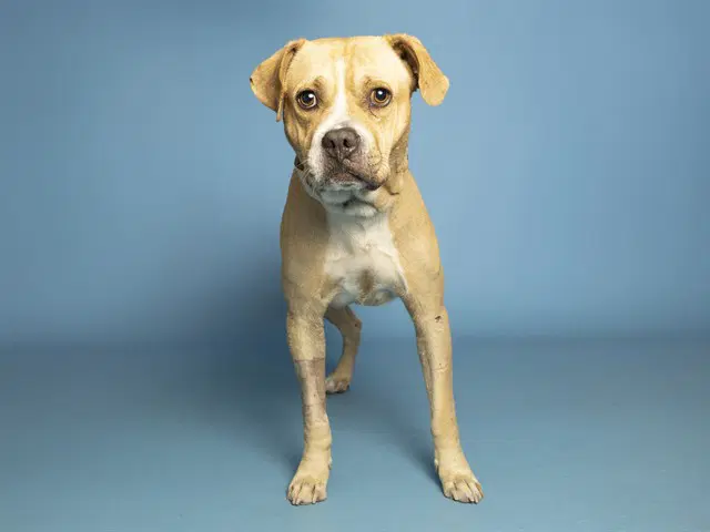 Oatmeal - American Pit Bull Terrier