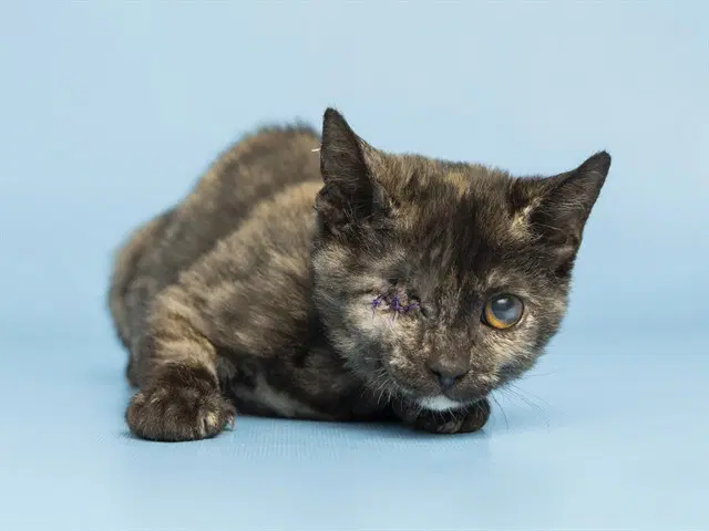 Soul - Domestic Short Hair