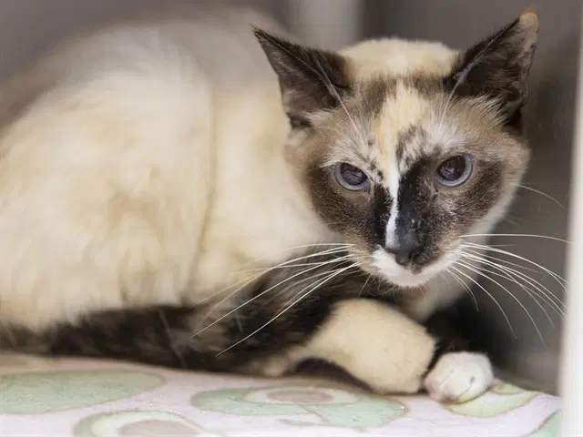 Sasha - Domestic Short Hair