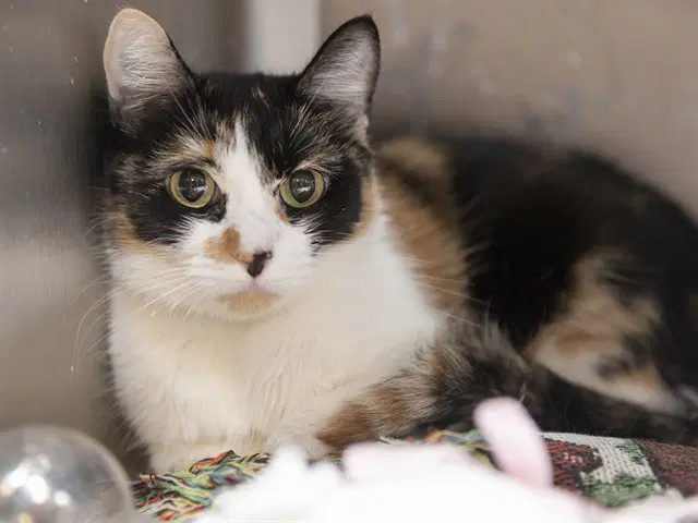 Sapphire - Domestic Short Hair