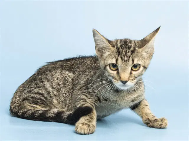 Paprika - Domestic Short Hair