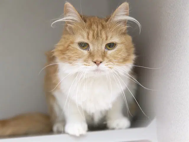 Jeffrica - Domestic Long Hair
