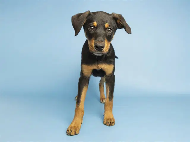 Maple - Rottweiler