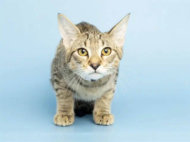Chiron - Domestic Short Hair